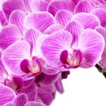 Download orchid desktop background HD