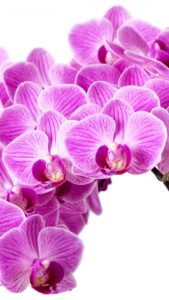 Download orchid desktop background HD