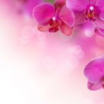 Top orchid desktop background free Download