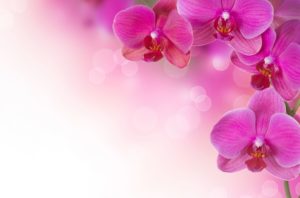 Top orchid desktop background free Download