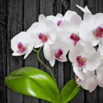 Top orchid desktop background 4k Download