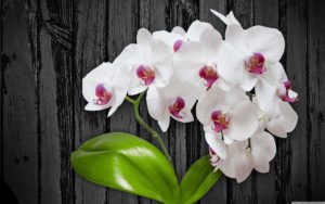 Top orchid desktop background 4k Download