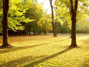 Top park wallpaper Download