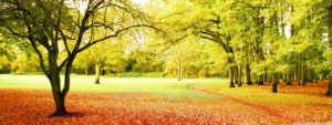 Top park wallpaper 4k Download