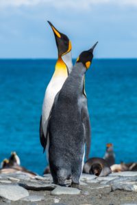 Top penguin wallpaper download 4k Download