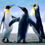 Download penguin wallpaper download HD