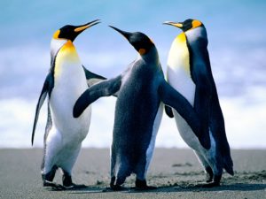 Download penguin wallpaper download HD