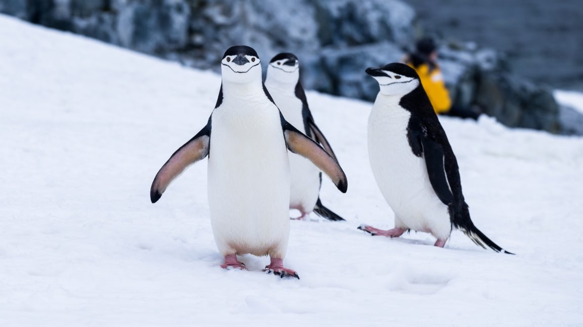 Download penguin wallpaper download HD