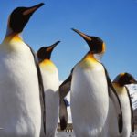 Top penguin wallpaper download 4k Download