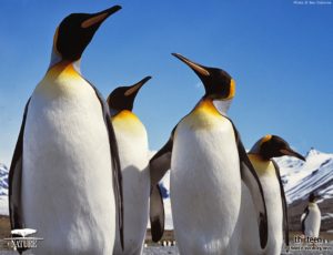 Top penguin wallpaper download 4k Download