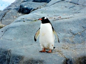 Top penguin wallpaper download Download