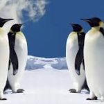 Top penguin wallpaper download free Download