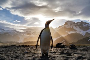 Download penguin wallpaper download HD