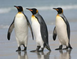 Top penguin wallpaper download 4k Download