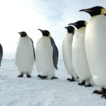 Top penguin wallpaper download HD Download