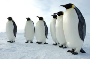 Top penguin wallpaper download HD Download