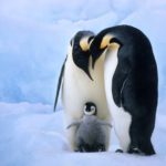 Top penguin wallpaper download 4k Download