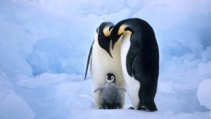 Top penguin wallpaper download 4k Download