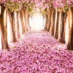 Top photography photo background HD Download
