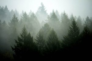 Download pine tree background HD