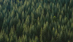 Top pine tree background HD Download