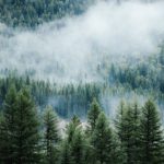 Top pine tree background HD Download