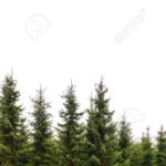 Top pine tree background free Download