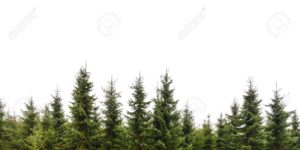 Top pine tree background free Download