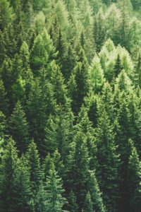 Top pine tree wallpaper iphone Download