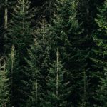 Top pine tree wallpaper iphone HD Download