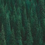 Download pine tree wallpaper iphone HD