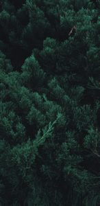 Top pine tree wallpaper iphone free Download