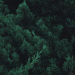 Top pine tree wallpaper iphone free Download