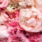 Top pink peony flower wallpaper 4k Download