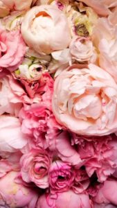 Top pink peony flower wallpaper 4k Download