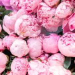 Top pink peony flower wallpaper HD Download