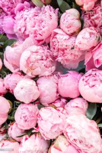 Top pink peony flower wallpaper HD Download