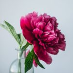 Top pink peony flower wallpaper HD Download