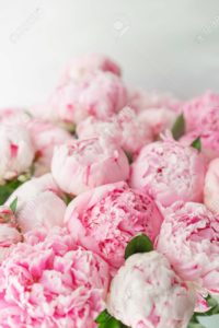 Top pink peony flower wallpaper Download