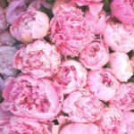 Top pink peony flower wallpaper HD Download