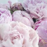 Download pink peony flower wallpaper HD