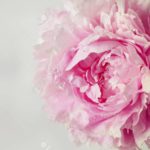 Top pink peony flower wallpaper 4k Download