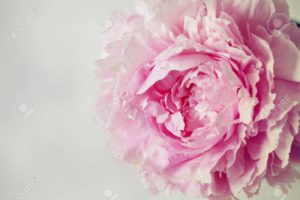 Top pink peony flower wallpaper 4k Download