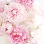 Top pink peony flower wallpaper HD Download