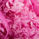 Top pink peony flower wallpaper 4k Download