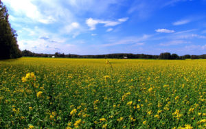 Download prairie wallpaper hd HD