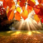 Download pretty fall wallpapers HD