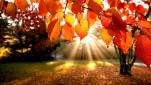 Download pretty fall wallpapers HD