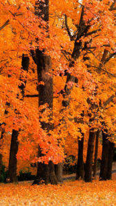 Top pretty fall wallpapers 4k Download