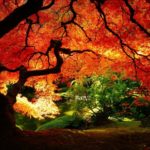 Download pretty fall wallpapers HD